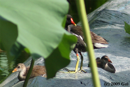 バン : Common Moorhens