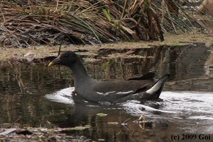 バン : A Common Moorhen