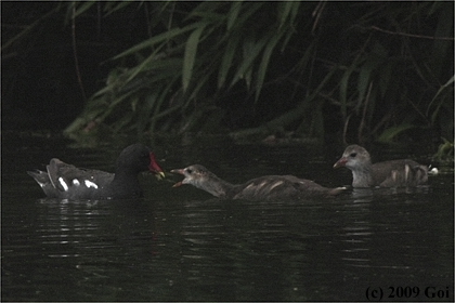 バン : Common Moorhens