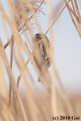 オオジュリン : A Common Reed Bunting