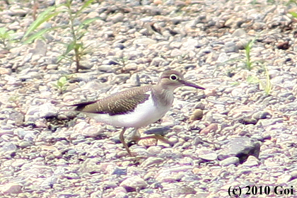 イソシギ : A Common Sandpiper