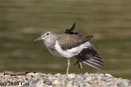 イソシギ : A Common Sandpiper