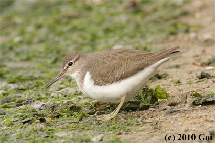 イソシギ : A Common Sandpiper