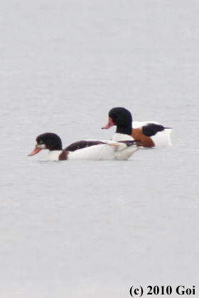 ツクシガモ : Common Shelducks