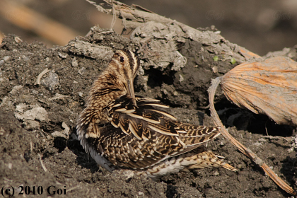 タシギ : A Common Snipe