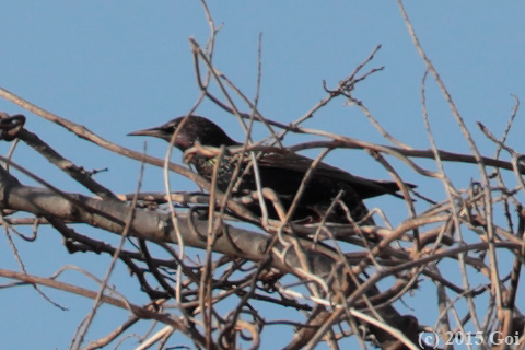 ホシムクドリ : Common Starling