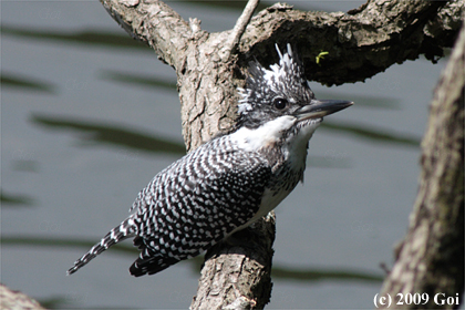 ヤマセミ : A Crested Kingfisher