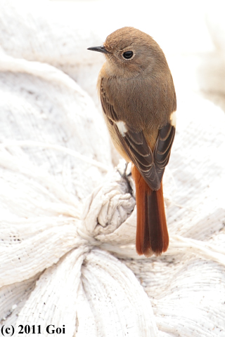 ジョウビタキ : A Daurian Redstart