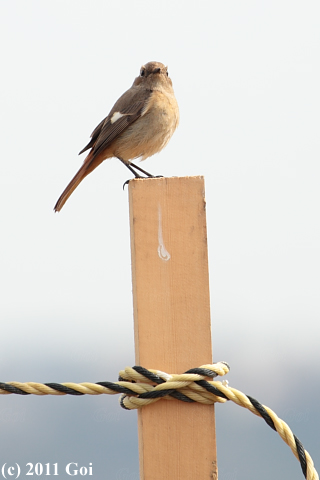 ジョウビタキ : A Daurian Redstart