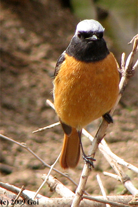 ジョウビタキ : A Daurian Redstart