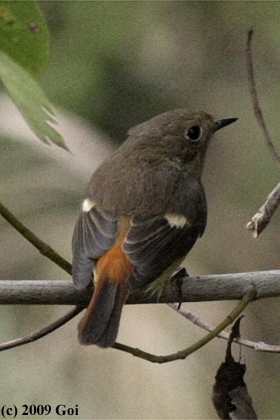 ジョウビタキ : A Daurian Redstart