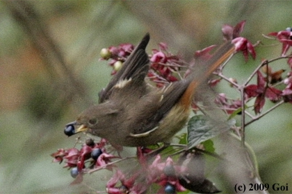 ジョウビタキ : A Daurian Redstart
