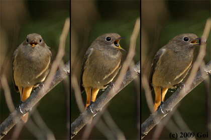 ジョウビタキ : A Daurian Redstart