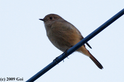 ジョウビタキ : A Daurian Redstart