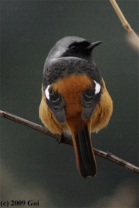 ジョウビタキ : A Daurian Redstart
