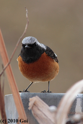 ジョウビタキ : A Daurian Redstart