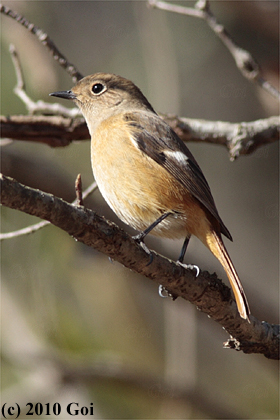 ジョウビタキ : A Daurian Redstart