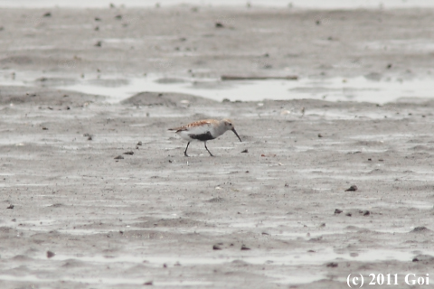 ハマシギ : A Dunlin