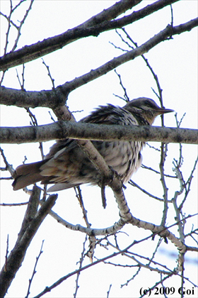 ツグミ : A Dusky Thrush