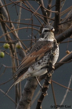 ツグミ : A Dusky Thrush