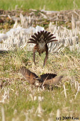 ツグミ : Dusky Thrushes