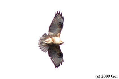 ノスリ : An Eastern Buzzard