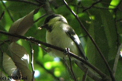 シジュウカラ : An Eastern Great Tit