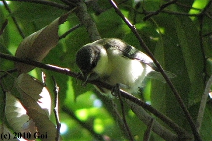 シジュウカラ : An Eastern Great Tit