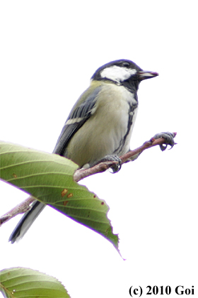 シジュウカラ : An Eastern Great Tit