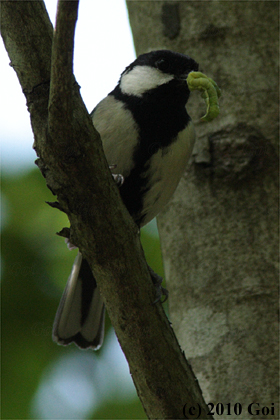 シジュウカラ : An Eastern Great Tit