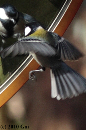 シジュウカラ : An Eastern Great Tit