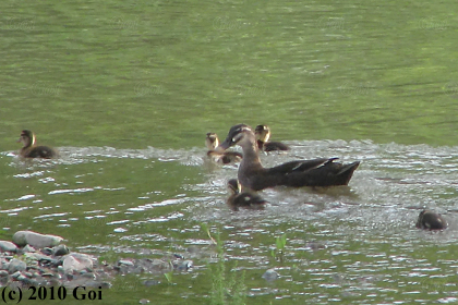 カルガモ : Eastern Spot-billed Ducks