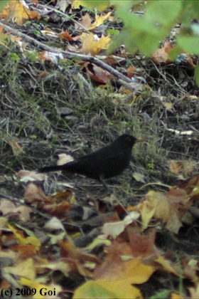 クロウタドリ : A Eurasian Blackbird