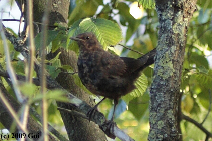 クロウタドリ : A Eurasian Blackbird