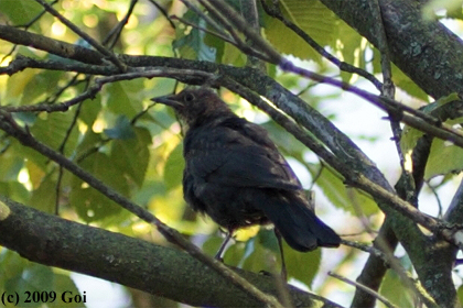 クロウタドリ : A Eurasian Blackbird