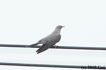 カッコウ : A Eurasian Cuckoo