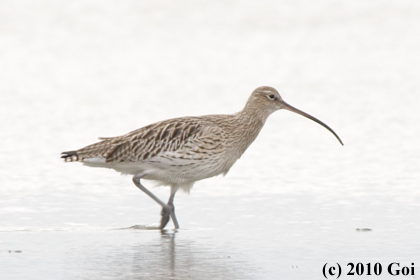 ダイシャクシギ : A Eurasian Curlew