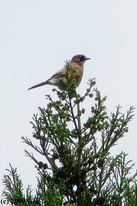 カケス : A Eurasian Jay