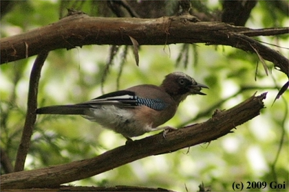 カケス : A Eurasian Jay