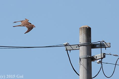 チョウゲンボウ : A Eurasian Kestrel