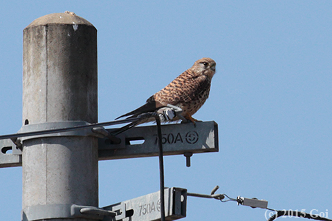 チョウゲンボウ : A Eurasian Kestrel