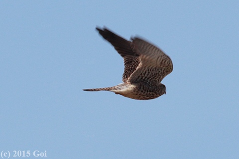 チョウゲンボウ : A Eurasian Kestrel