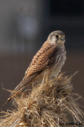 チョウゲンボウ : A Eurasian Kestrel