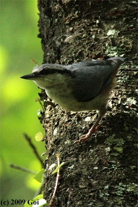 ゴジュウカラ : A Eurasian Nuthatch