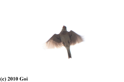 ヒバリ : A Eurasian Skylark