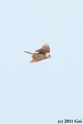 ヒバリ : A Eurasian Skylark