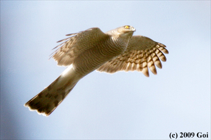 ハイタカ : A Eurasian Sparrowhawk