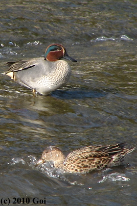 コガモ : Eurasian Teals