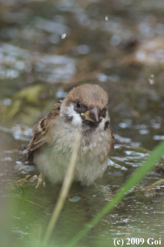 スズメ : A Eurasian Tree Sparrow