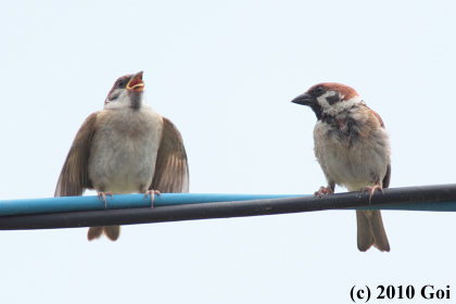 スズメ : Eurasian Tree Sparrows